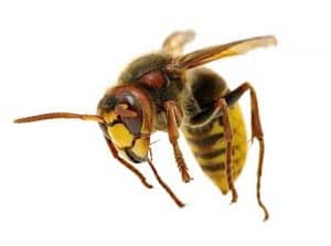 Vespa Crabro