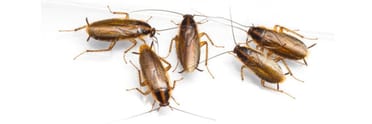 Costo Deblattizzazione