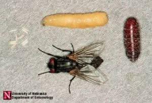 ciclo della mosca domestica ciclo della mosca domestica