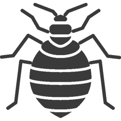 CIMICI