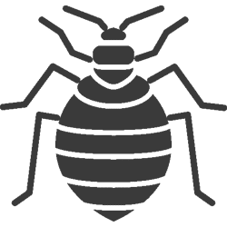 CIMICI