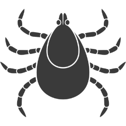 ZECCHE