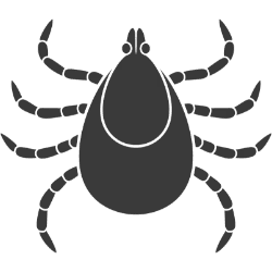 ZECCHE